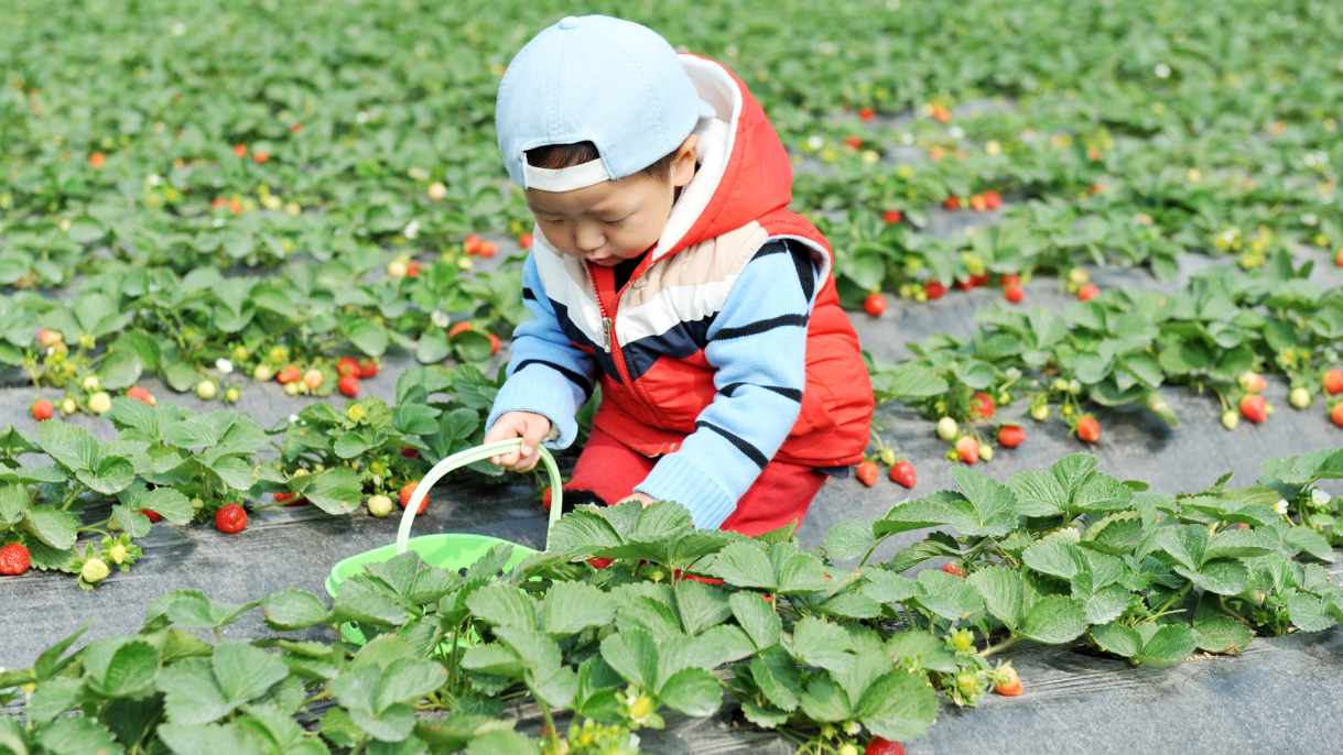 Rekomendasi Kebun Buah Terdekat